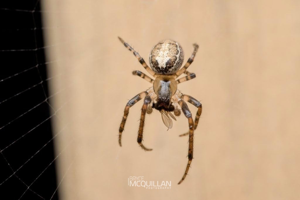 Zygiella x-notata, Araenidae, photographed in New Zealand by Bryce McQuillan
