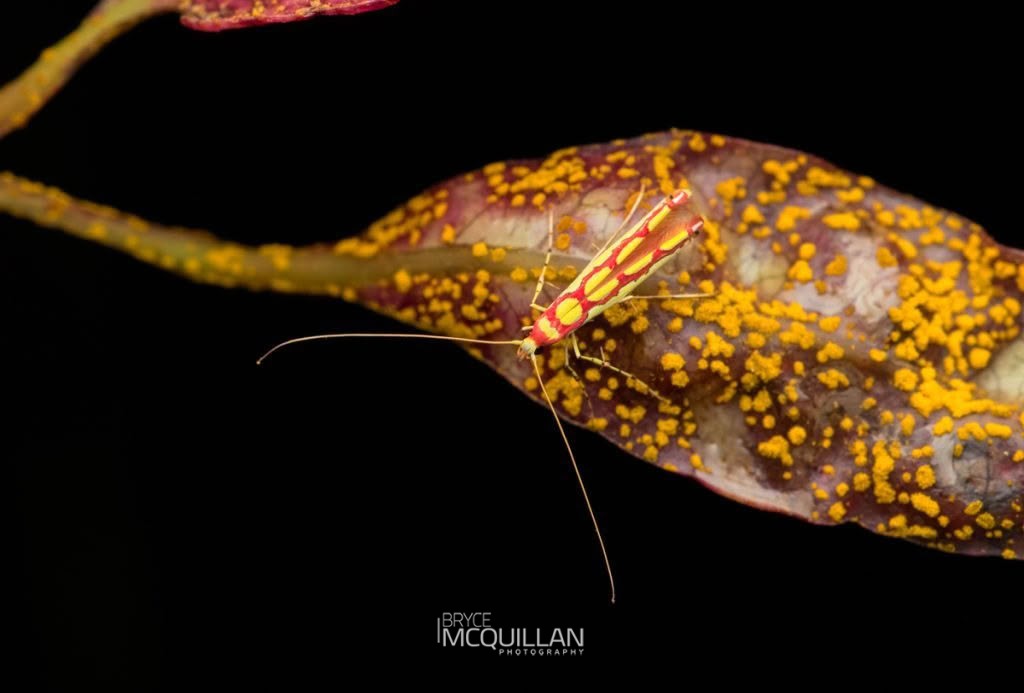 Swamp Marie Moth (Macarostola miniella), Gracillariidae, photographed in New Zealand by Bryce McQuillan