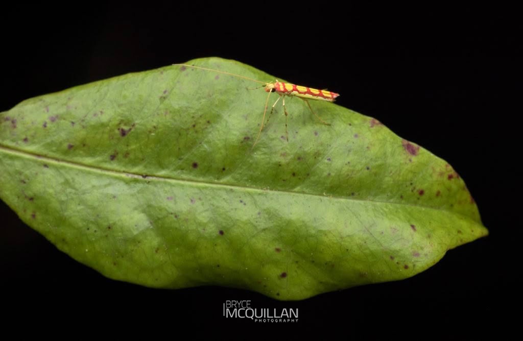 Swamp Marie Moth (Macarostola miniella), Gracillariidae, photographed in New Zealand by Bryce McQuillan