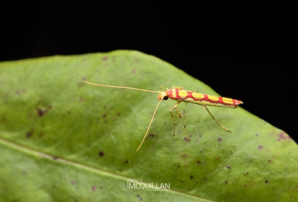 Swamp Marie Moth (Macarostola miniella), Gracillariidae, photographed in New Zealand by Bryce McQuillan