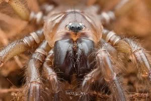 Porrhothele sp, Porrhothelidae, photographed in New Zealand by Bryce McQuillan