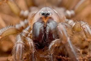 Porrhothele sp, Porrhothelidae, photographed in New Zealand by Bryce McQuillan