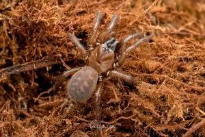 Porrhothele sp, Porrhothelidae, photographed in New Zealand by Bryce McQuillan