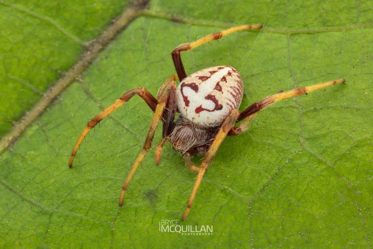 Zealaranea prima, photographed in New Zealand by Bryce McQuillan