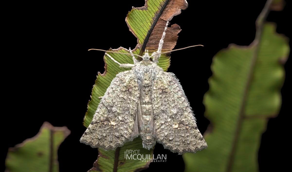 Forest Semilooper (Declana floccosa), Geometridae, photographed in New Zealand by Bryce McQuillan