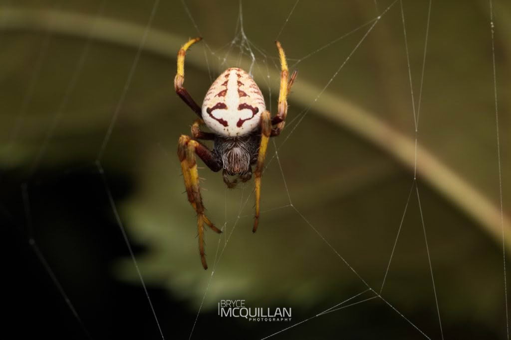 Zealaranea prima, photographed in New Zealand by Bryce McQuillan
