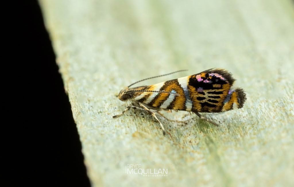 Protosynaema hymenopis, Plutellidae, photographed in New Zealand by Bryce McQuillan