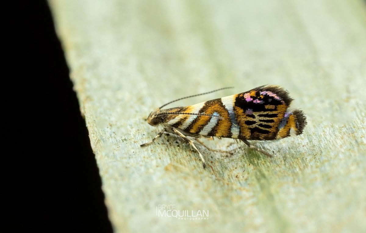 Protosynaema hymenopis, Plutellidae, photographed in New Zealand by Bryce McQuillan