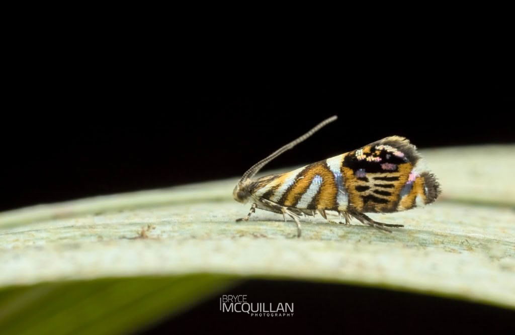Protosynaema hymenopis, Plutellidae, photographed in New Zealand by Bryce McQuillan