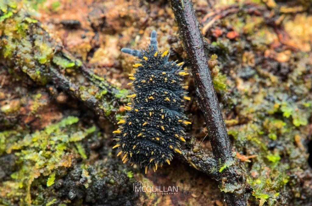 Holacanthella duospinosa, Brachystomellidae, photographed in New Zealand by Bryce McQuillan