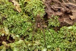 Cycloctenus sp, Cycloctenidae, photographed in New Zealand by Bryce McQuillan