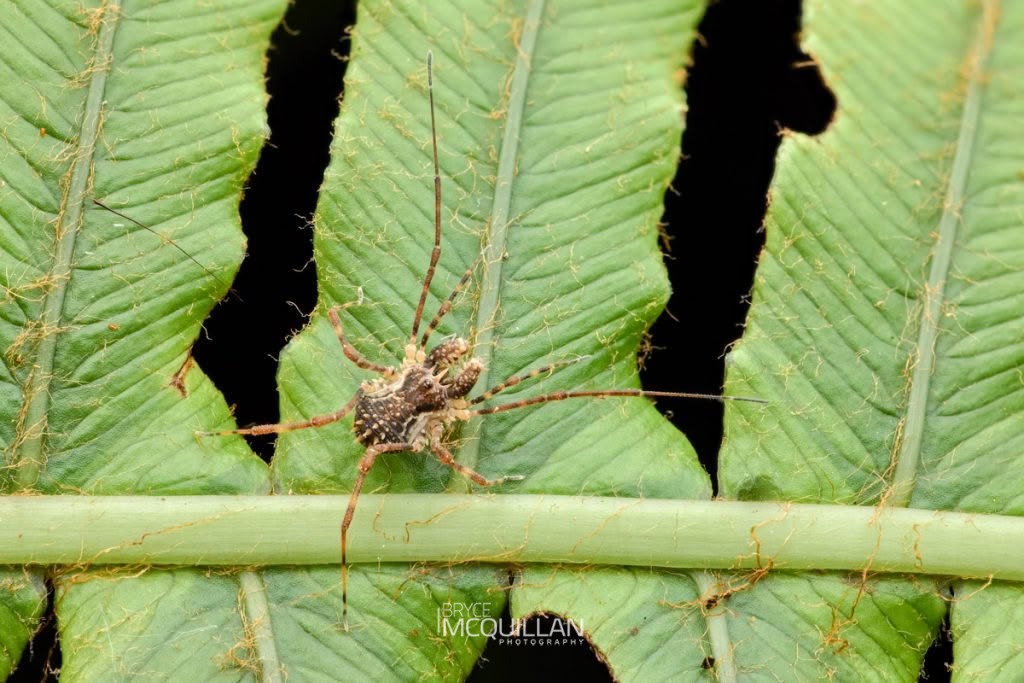 Algidia sp, Triaenonychidae, photographed in New Zealand by Bryce McQuillan