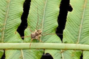 Algidia sp, Triaenonychidae, photographed in New Zealand by Bryce McQuillan