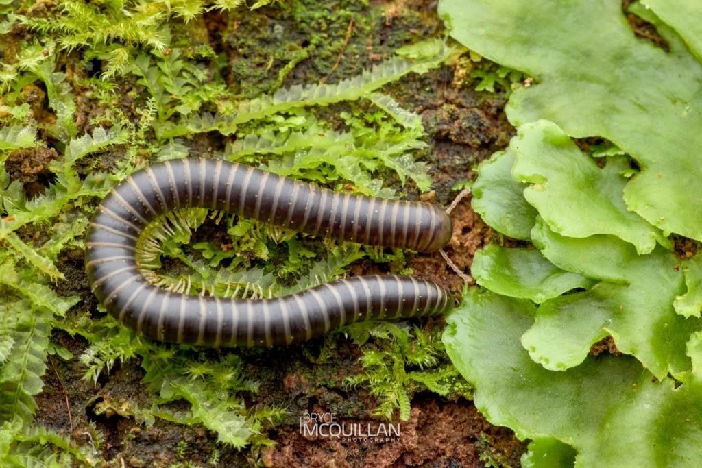 Eumastigonus spp, Cambalidae, photographed in New Zealand by Bryce McQuillan