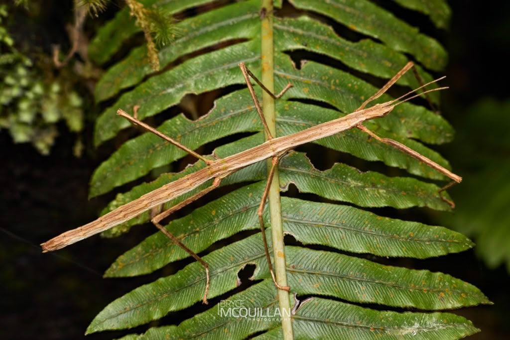 New Zealand Slender Stick Insect (Asteliaphasma jucundum), Diapheromeridae, photographed in New Zealand by Bryce McQuillan