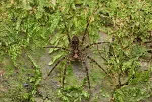 Cycloctenus sp, Cycloctenidae, photographed in New Zealand by Bryce McQuillan