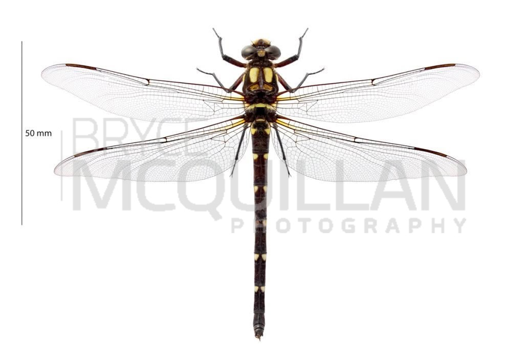 Carové’s Giant Dragonfly (Uropetala carovei), Petaluridae, photographed in New Zealand by Bryce McQuillan