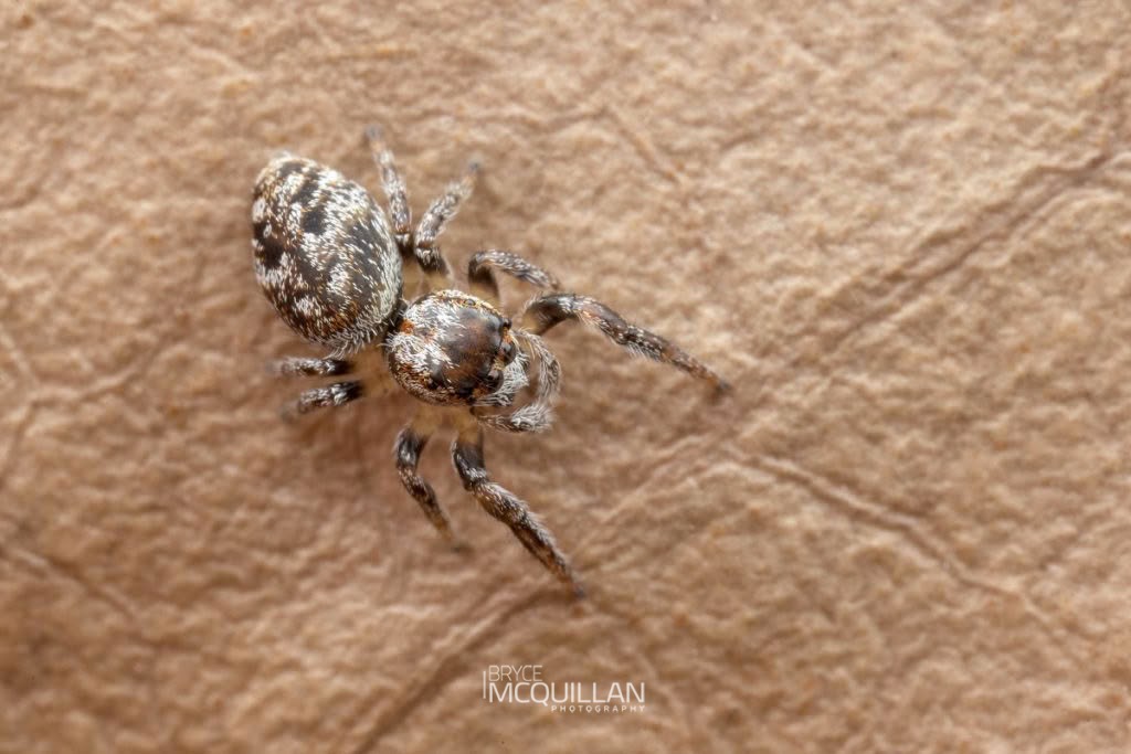 Salticidae, Salticidae, photographed in New Zealand by Bryce McQuillan