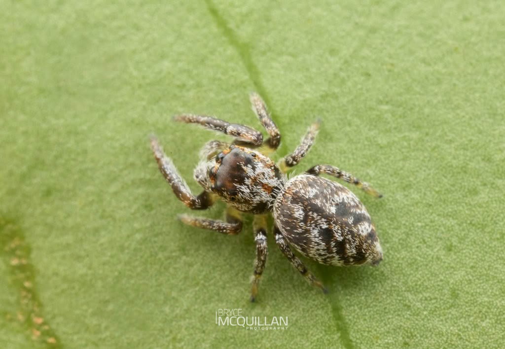 Salticidae, Salticidae, photographed in New Zealand by Bryce McQuillan