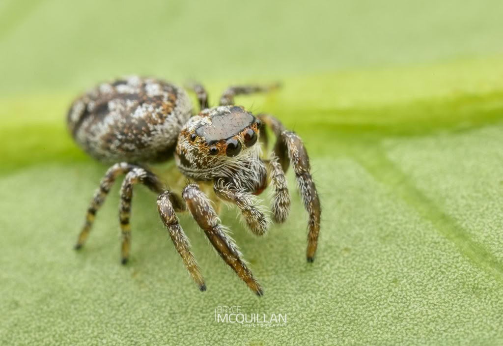 Salticidae, Salticidae, photographed in New Zealand by Bryce McQuillan