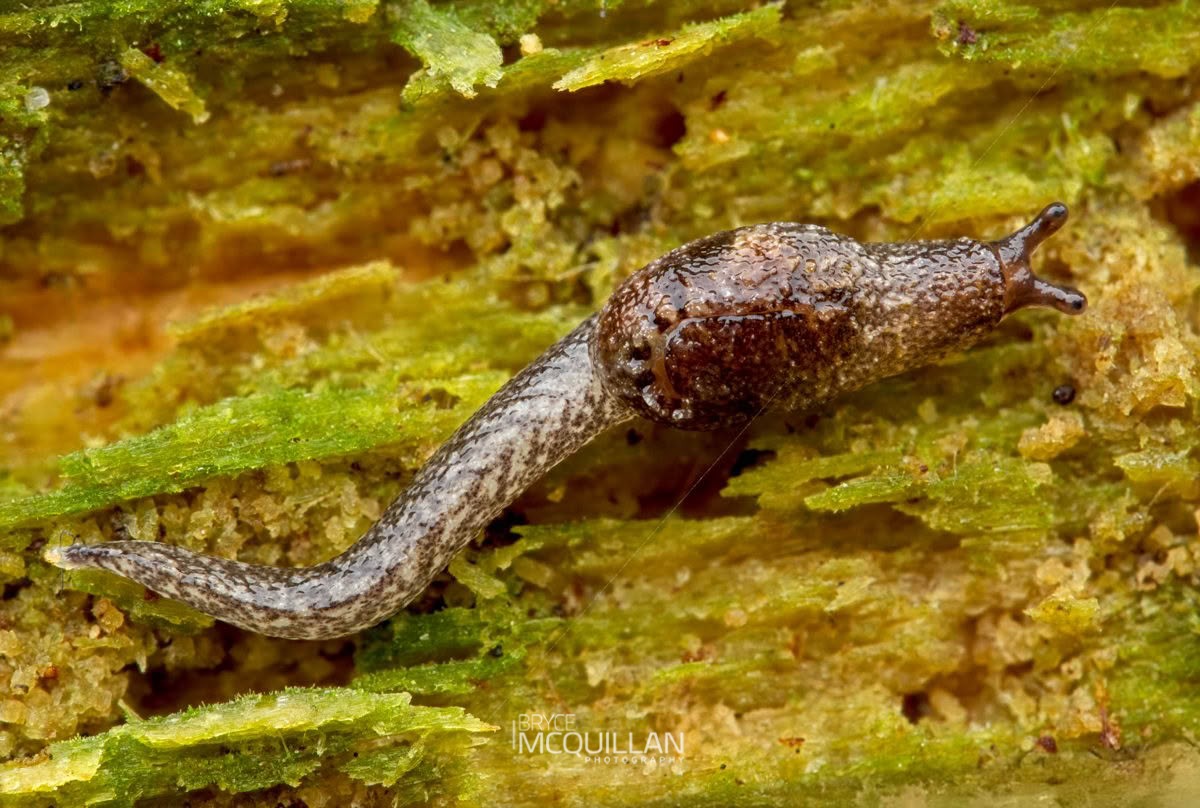 Otoconcha spp, Charopidae, photographed in New Zealand by Bryce McQuillan