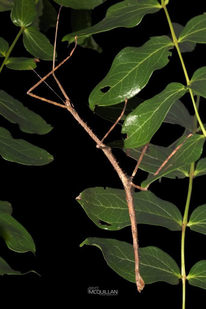 New Zealand Giant Stick Insect (Argosarchus horridus), Phasmatidae, photographed in New Zealand by Bryce McQuillan