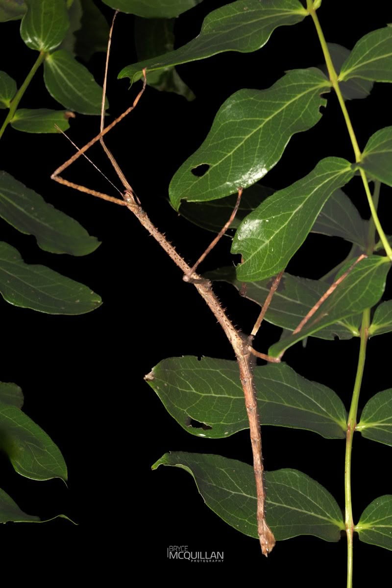 New Zealand Giant Stick Insect (Argosarchus horridus), Phasmatidae, photographed in New Zealand by Bryce McQuillan