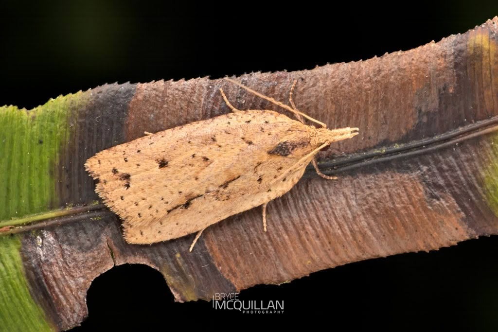 Blacklegged Leafroller (Planotortrix notophaea), Tortricidae, photographed in New Zealand by Bryce McQuillan