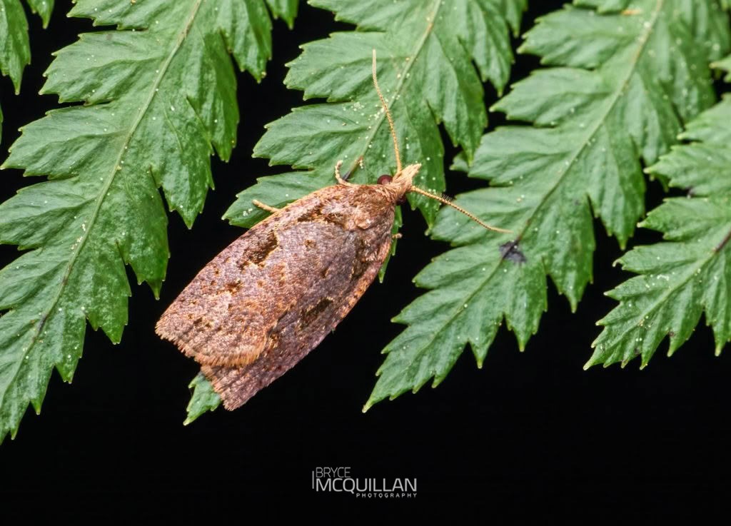 Ctenopseustis fraterna, Tortricidae, photographed in New Zealand by Bryce McQuillan