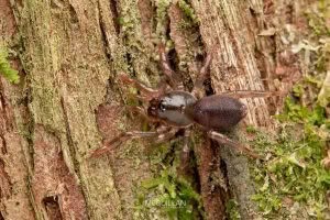 Migas spp, Migidae, photographed in New Zealand by Bryce McQuillan