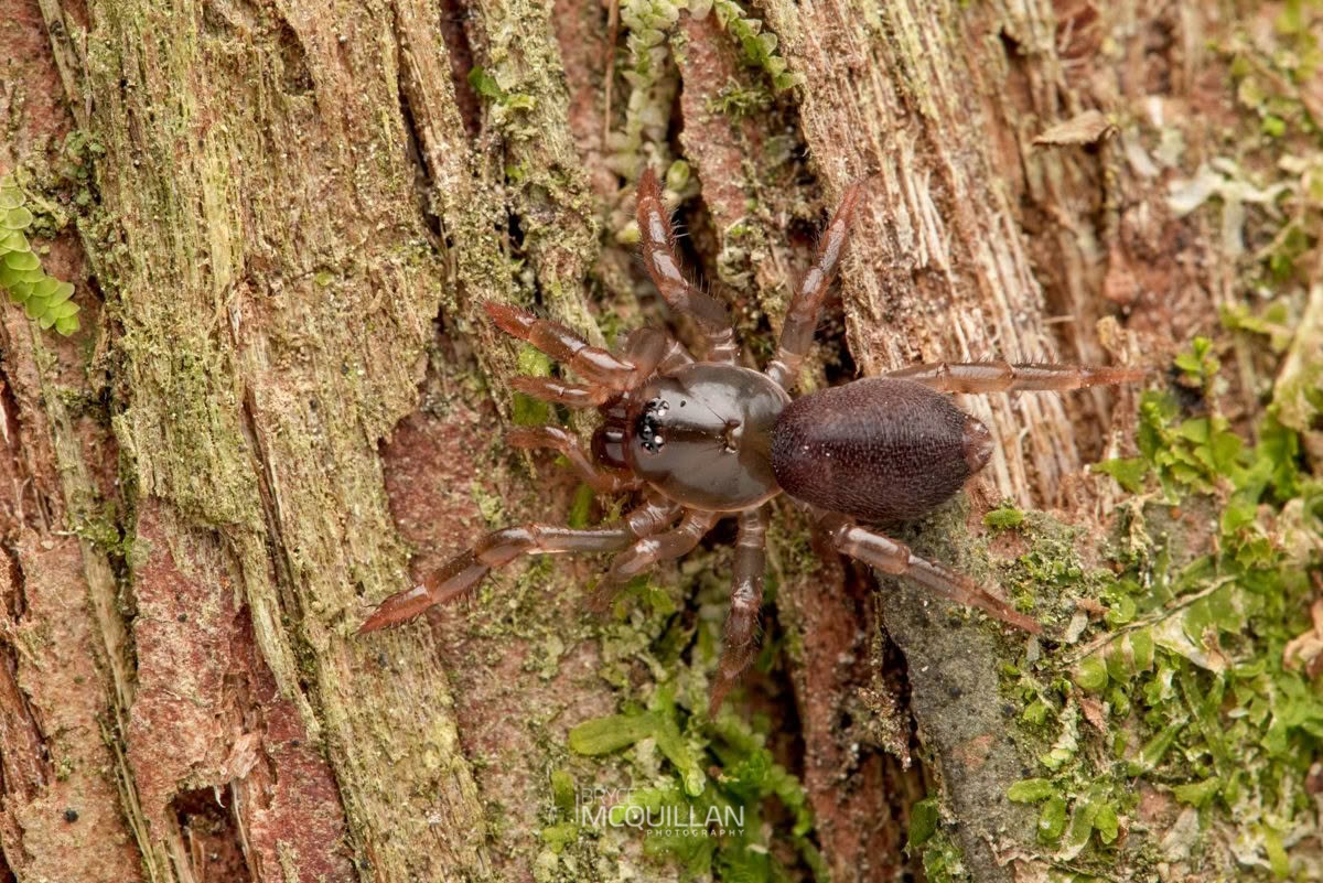 Migas spp, Migidae, photographed in New Zealand by Bryce McQuillan