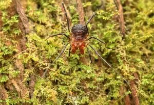 Sorensenella rotara, Triaenonychidae, photographed in New Zealand by Bryce McQuillan