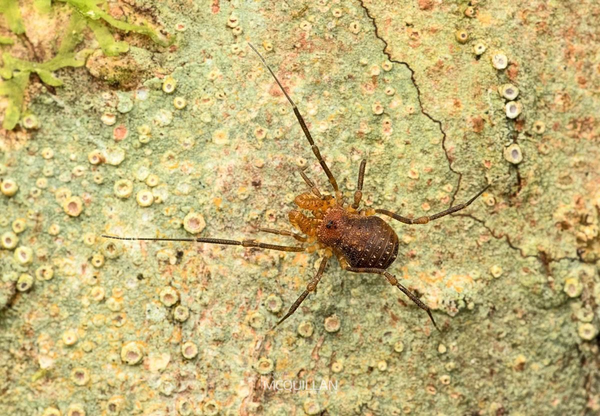 Prasma spp, Triaenonychidae, photographed in New Zealand by Bryce McQuillan