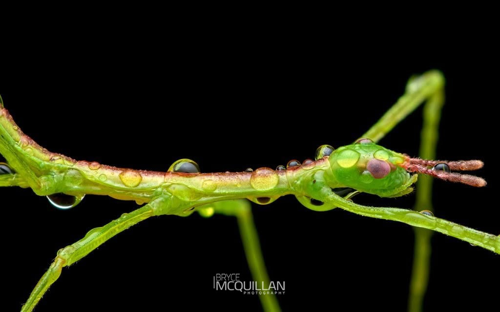Smooth Stick Insect (Clitarchus hookeri), Phasmatidae, photographed in New Zealand by Bryce McQuillan