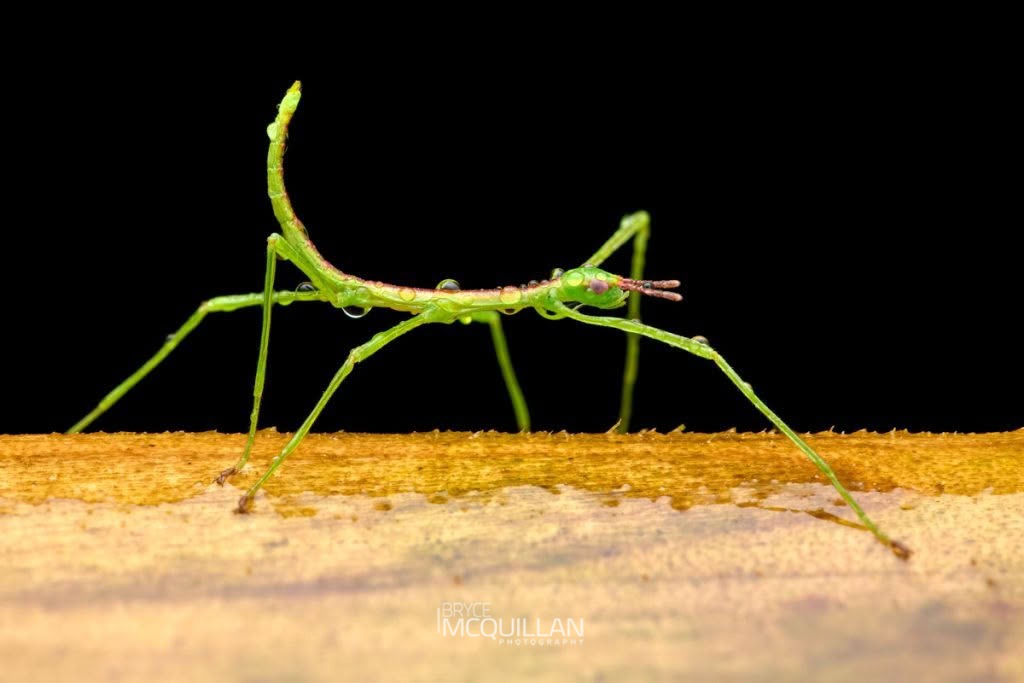Smooth Stick Insect (Clitarchus hookeri), Phasmatidae, photographed in New Zealand by Bryce McQuillan