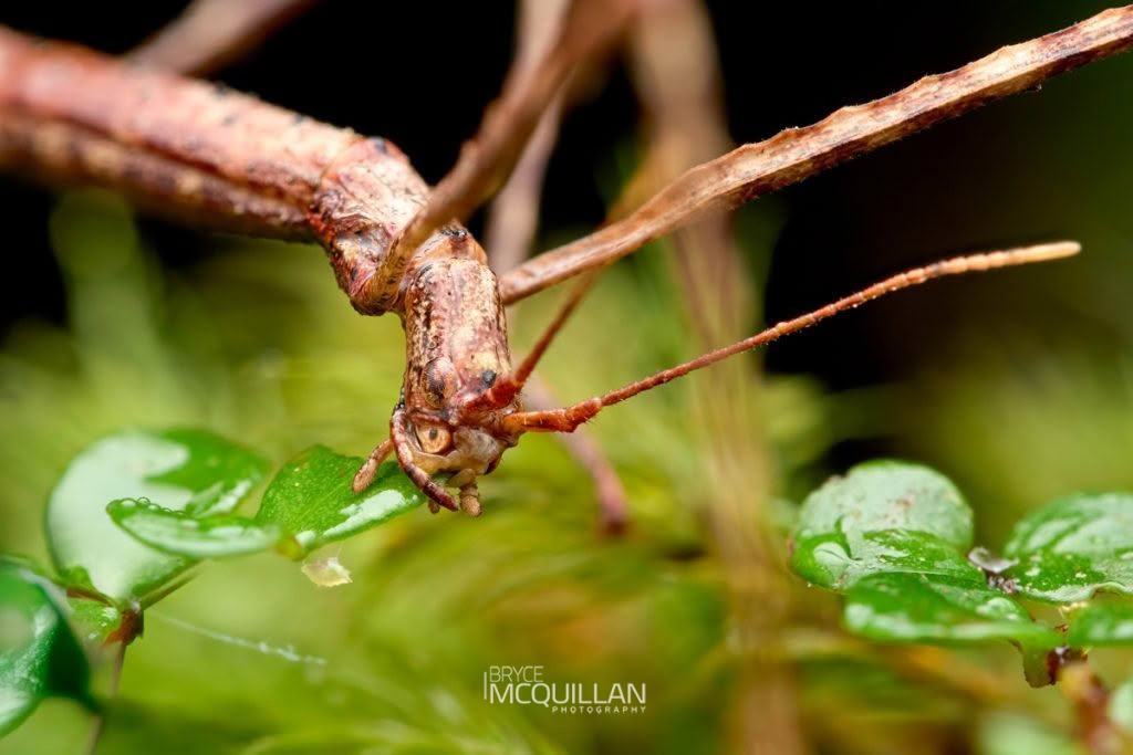 Prickly Stick Insect (Acanthoxyla prasina), Phasmatidae, photographed in New Zealand by Bryce McQuillan