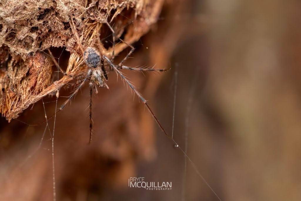 Australomimetus maculosus, Mimetidae, photographed in New Zealand by Bryce McQuillan