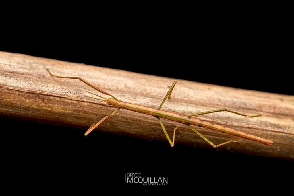 New Zealand Slender Stick Insect (Asteliaphasma jucundum), Diapheromeridae, photographed in New Zealand by Bryce McQuillan