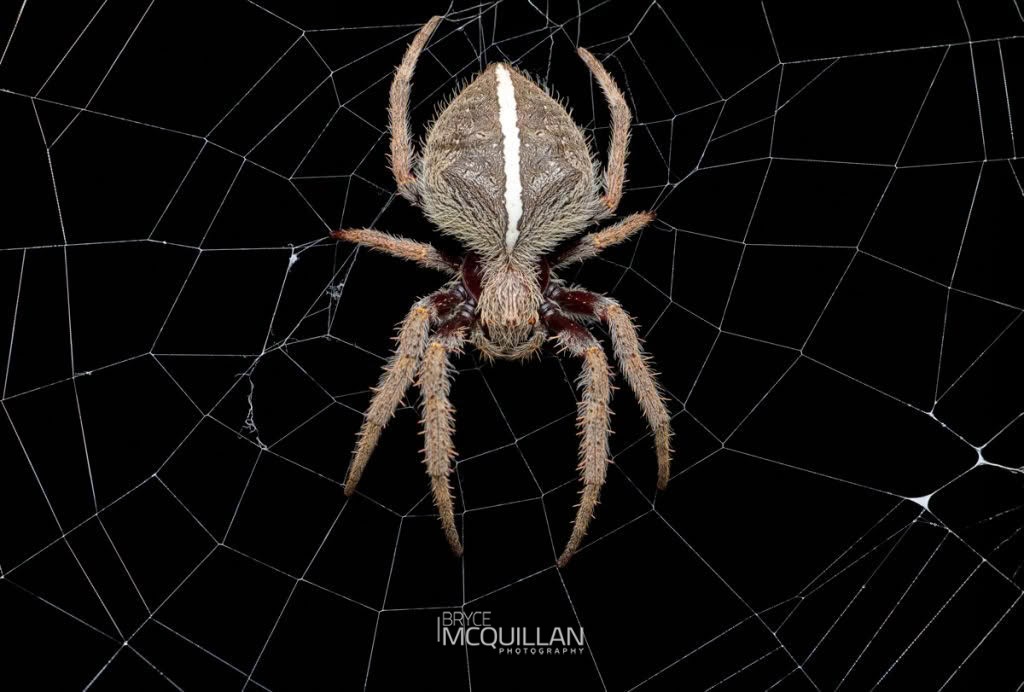 Hortophora transmarina, photographed in New Zealand by Bryce McQuillan