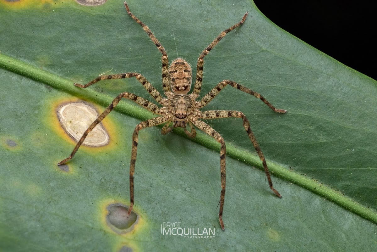 Heteropoda spp, Sparassidae, photographed in New Zealand by Bryce McQuillan