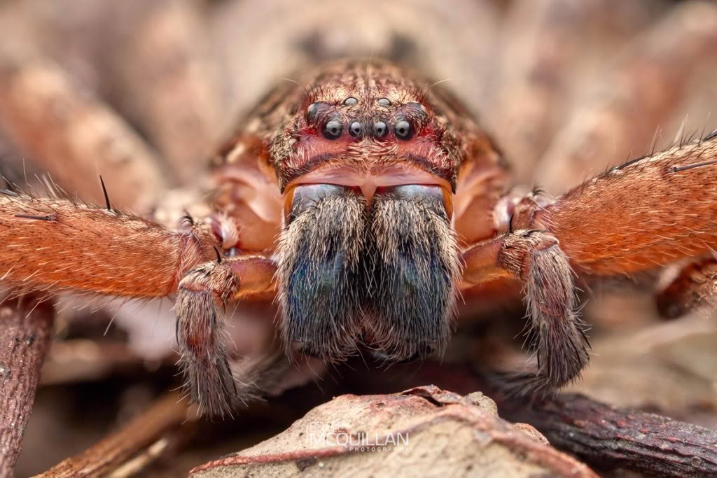 Heteropoda spp, Sparassidae, photographed in New Zealand by Bryce McQuillan