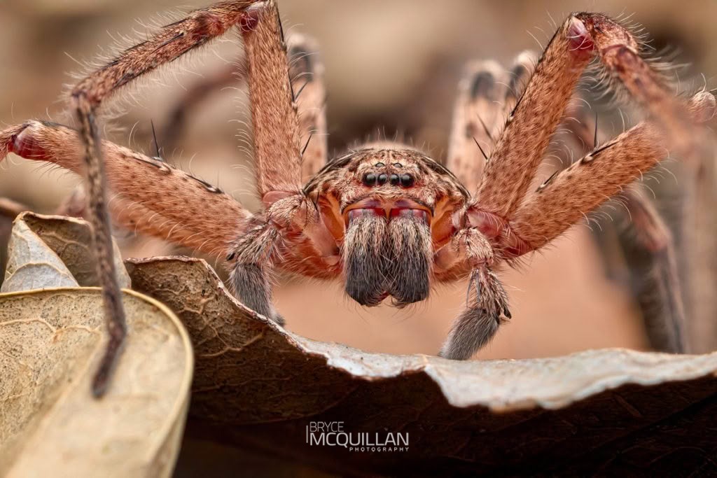 Heteropoda spp, Sparassidae, photographed in New Zealand by Bryce McQuillan