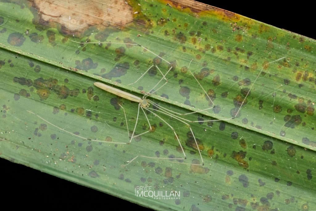 Micromerys gracilis, Pholcidae, photographed in New Zealand by Bryce McQuillan