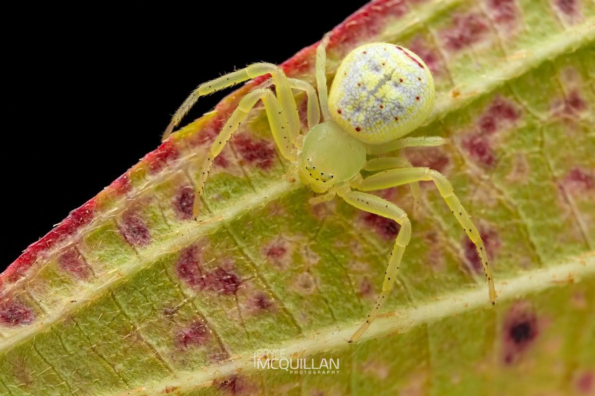 Tharrhalea spp, Thomisidae, photographed in New Zealand by Bryce McQuillan
