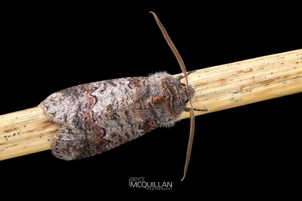 Ipana feredayi, Geometridae, photographed in New Zealand by Bryce McQuillan