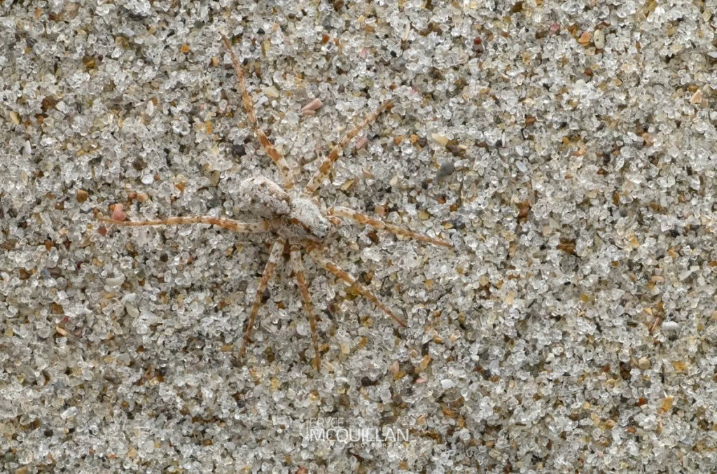 Anoteropsis litoralis, Lycosidae, photographed in New Zealand by Bryce McQuillan