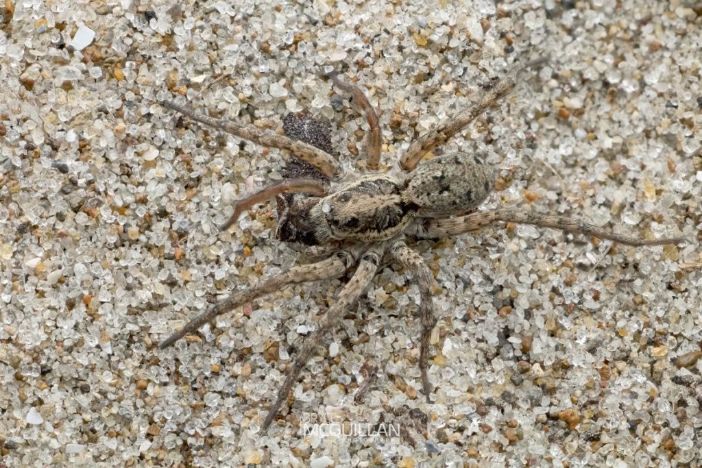Hogna crispipes, Lycosidae, photographed in New Zealand by Bryce McQuillan