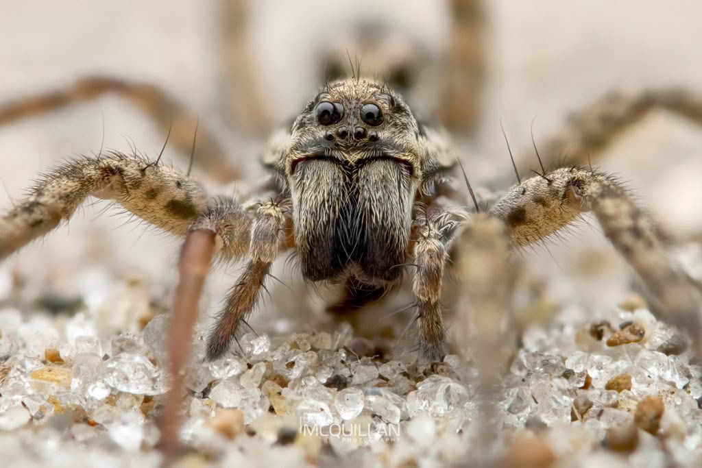 Hogna crispipes, Lycosidae, photographed in New Zealand by Bryce McQuillan