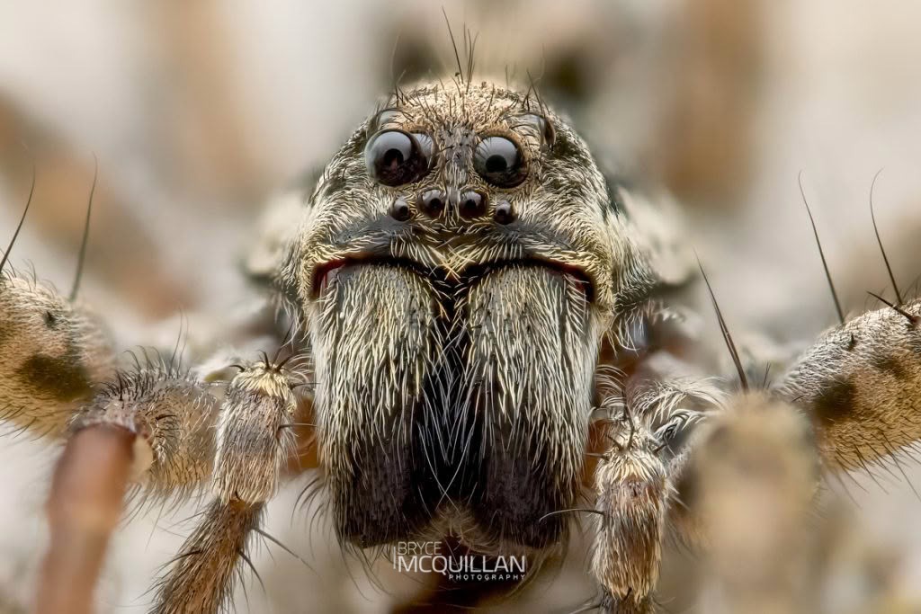 Hogna crispipes, Lycosidae, photographed in New Zealand by Bryce McQuillan