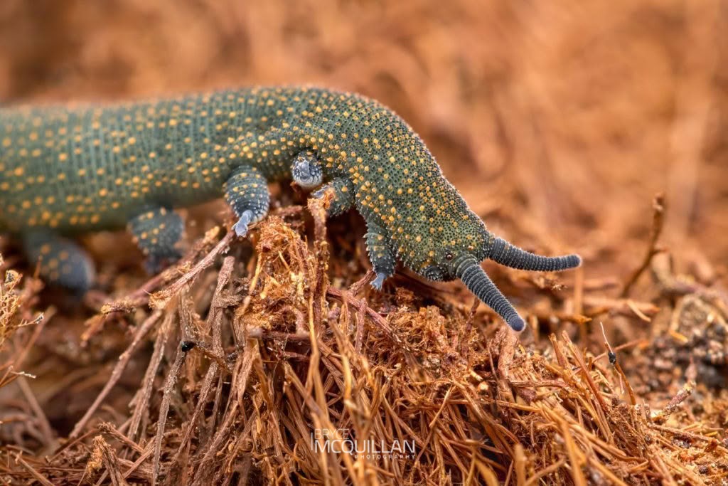 Peripatoides sympatrica, Peripatopsidae, photographed in New Zealand by Bryce McQuillan